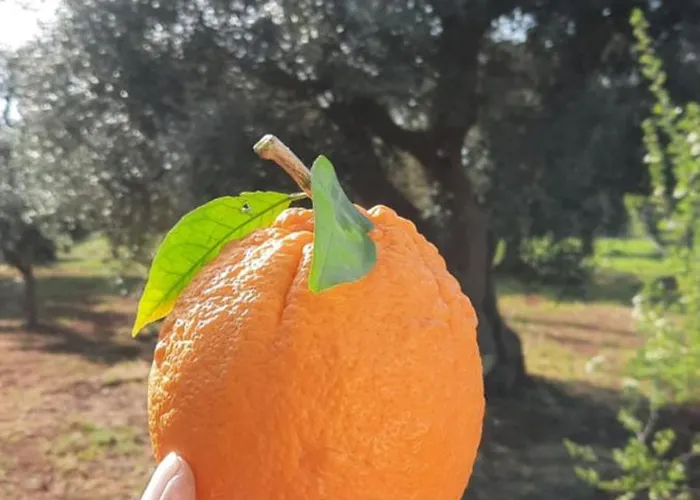 公寓式酒店 Casa Trullo Bianco: Casa Limone 4*